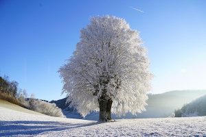 Read more about the article Winter and Chinese medicine